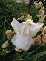 080.webp