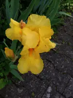 087.webp
