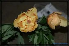 comp_DSC01479.webp