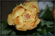 comp_DSC01480.webp