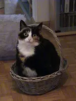 Kira-korb.webp