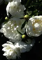 PfingsroseWeiss.webp
