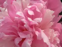 CIMG7834.webp