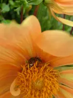 CIMG7835.webp