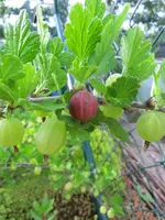 CIMG7842.webp