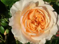 CIMG7846.webp