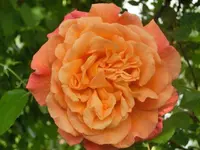 CIMG7848.webp
