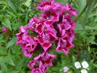 CIMG7858.webp