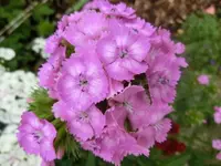 CIMG7860.webp