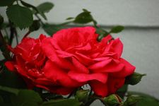 Laguna_pink2_640.webp