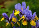 Iris_blau_gelb_Wassertropfen_640.JPG