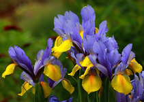 Iris_blau_gelb_Wassertropfen_640.webp