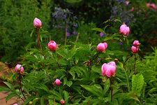 Pfingstrose in den Startlöchern_pink_640.webp
