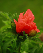 Staudenmohn_rot2_500.webp