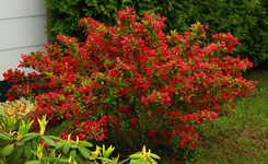 Weigelie_rot_Makro1_640.webp