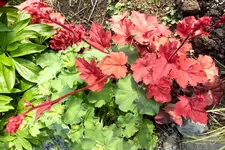 2014_0525Frühling0016 heuchera.webp