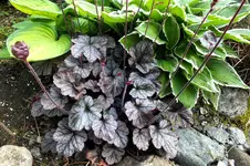2014_0525Frühling0020 d heuchera.webp