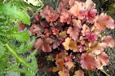2014_0525Frühling0024 sb heuchera.webp