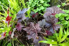 2014_0525Frühling0026 schb heuchera.webp