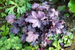 2014_0525Frühling0029 heuchera schattenb.jpg