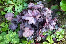 2014_0525Frühling0029 heuchera schattenb.webp