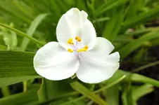 2014_0528Frühling0006 tradescantie.webp