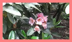 101.webp