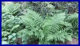 006.webp