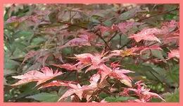002.webp