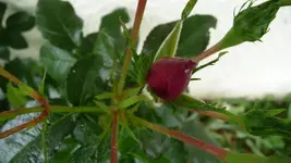 K800_Garten 002.webp