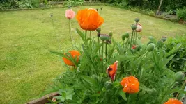 K800_Garten 003.webp