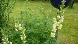 K800_Garten 005.webp