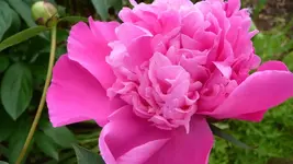 K800_Garten 012.webp