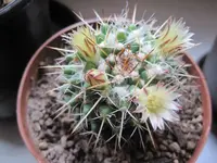 Mamillaria....webp