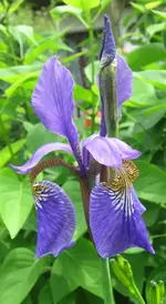 IMG_5945A-Sibirica Iris.webp