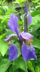 IMG_5945A-Sibirica Iris.jpg