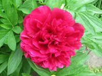 IMG_5946-Pfingstrose.webp