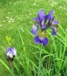 IMG_5947A-Sibirica Iris.jpg