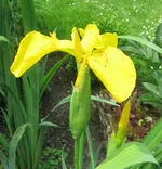 IMG_5949A-Wasserlilie.webp