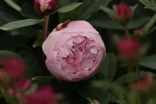 Pfingstrose 140529.webp