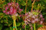 Allium Christophii_lila_Sterne_640.JPG