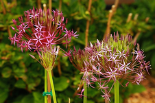Allium Christophii_lila_Sterne_640.webp