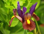 Iris_dunkellila_braun_gelb_640.JPG