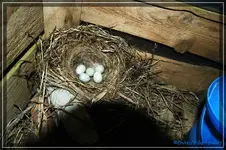 comp_DSC01483.webp