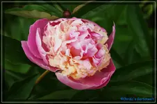 comp_DSC01485.webp