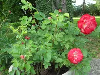SAM_4188.webp