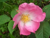 SAM_4186.webp