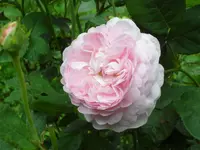 SAM_4187.webp