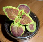 SAM_0201.webp
