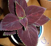 SAM_0202.webp